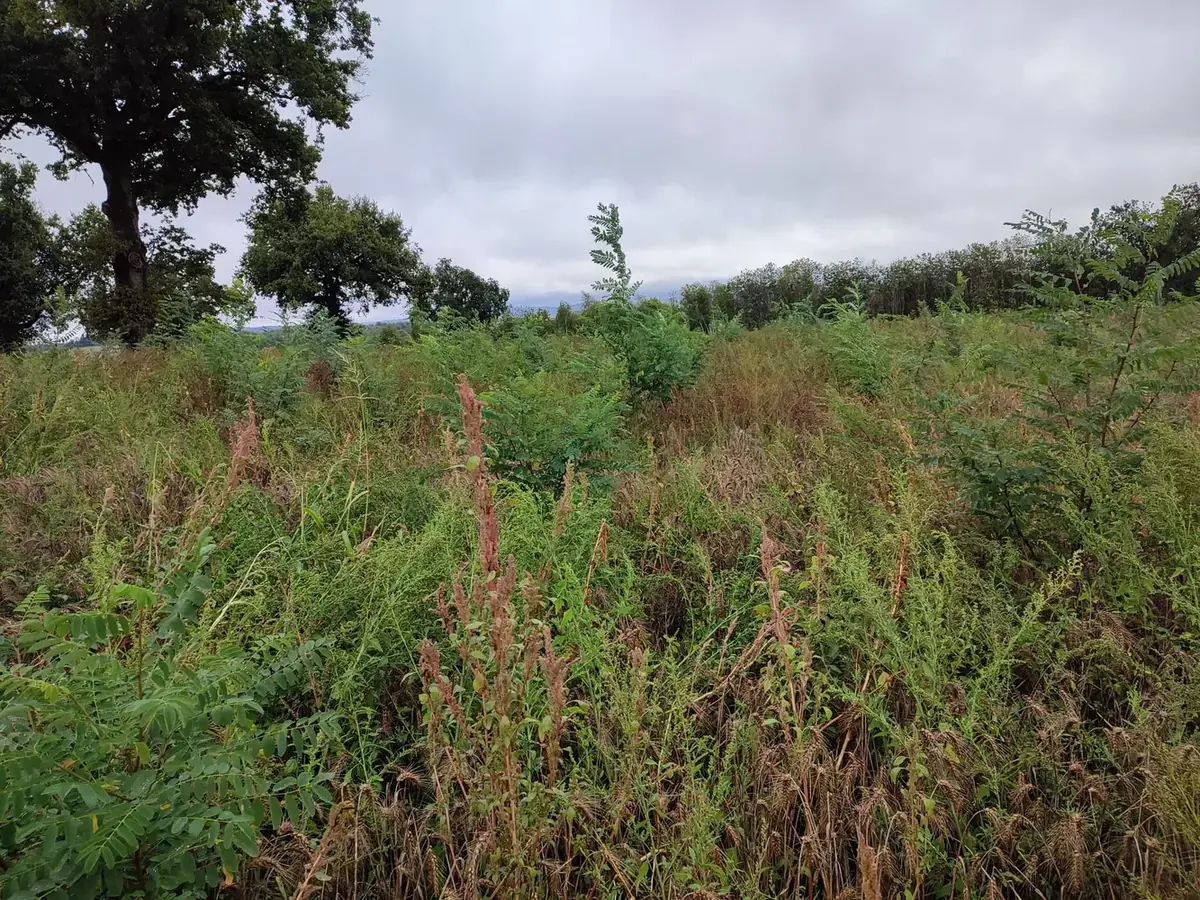 le bois vicomte — photo 1