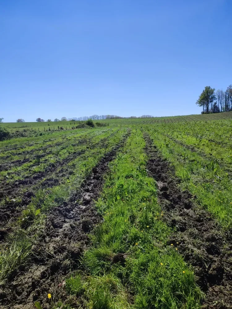 le bois vicomte — photo 2