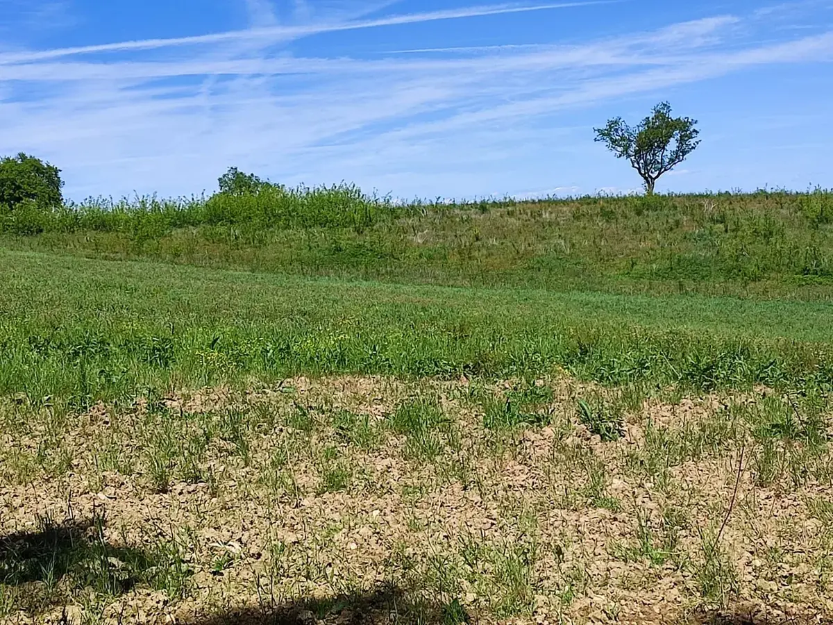 le bois vicomte — photo 3