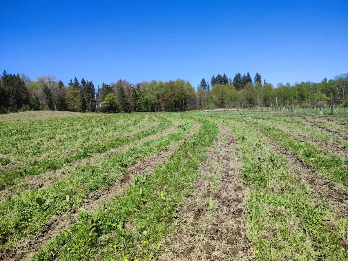 le bois vicomte — photo 4