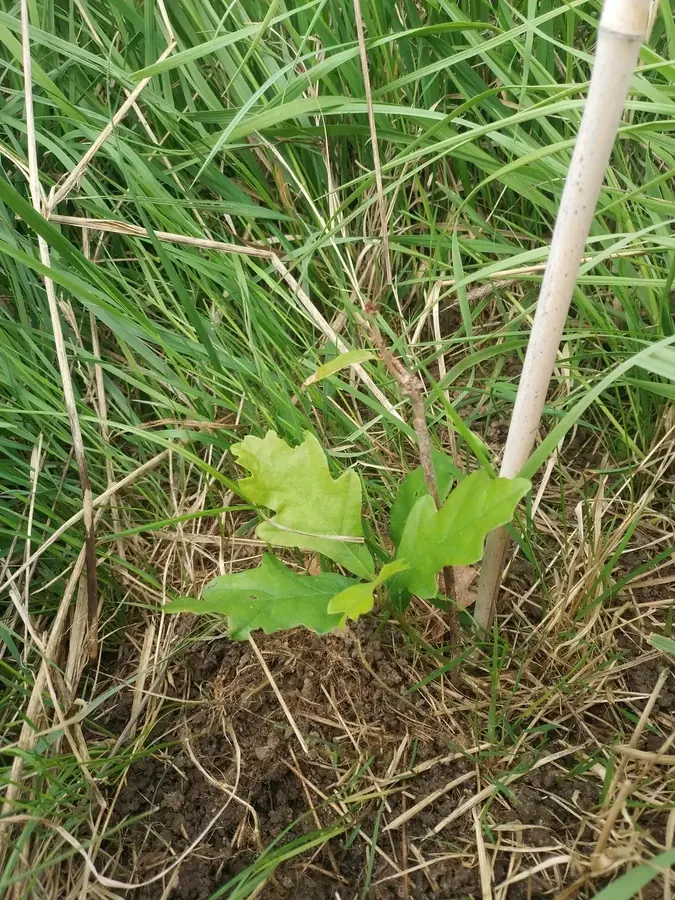le bois de sainte helene — photo 1