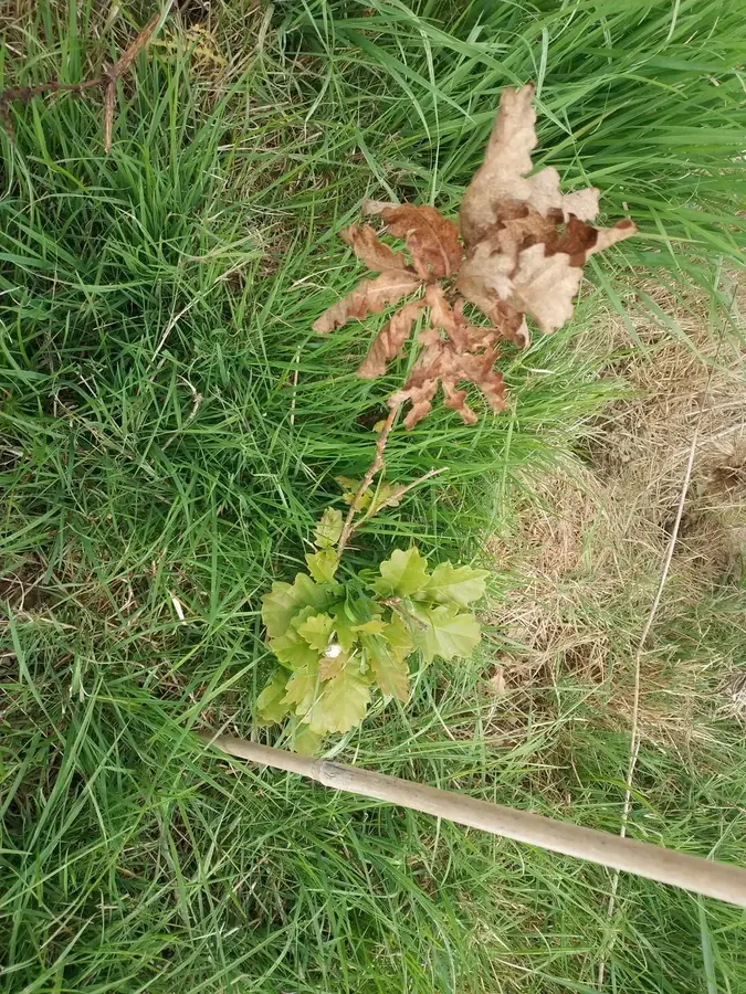 le bois de sainte helene — photo 2