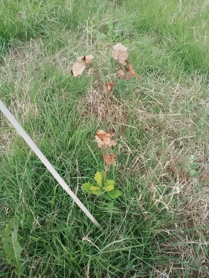 le bois de sainte helene — photo 3