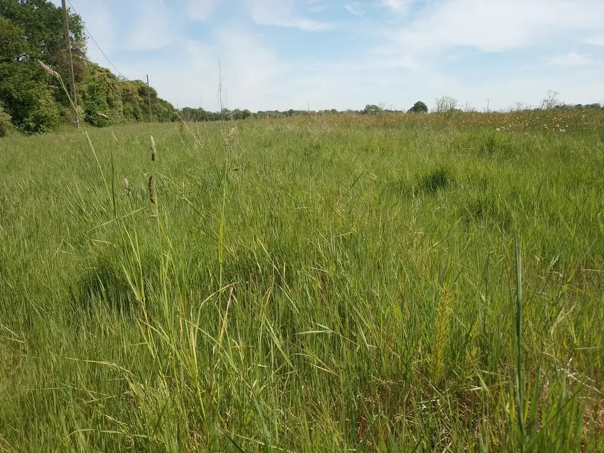 le bois de sainte helene — photo 5