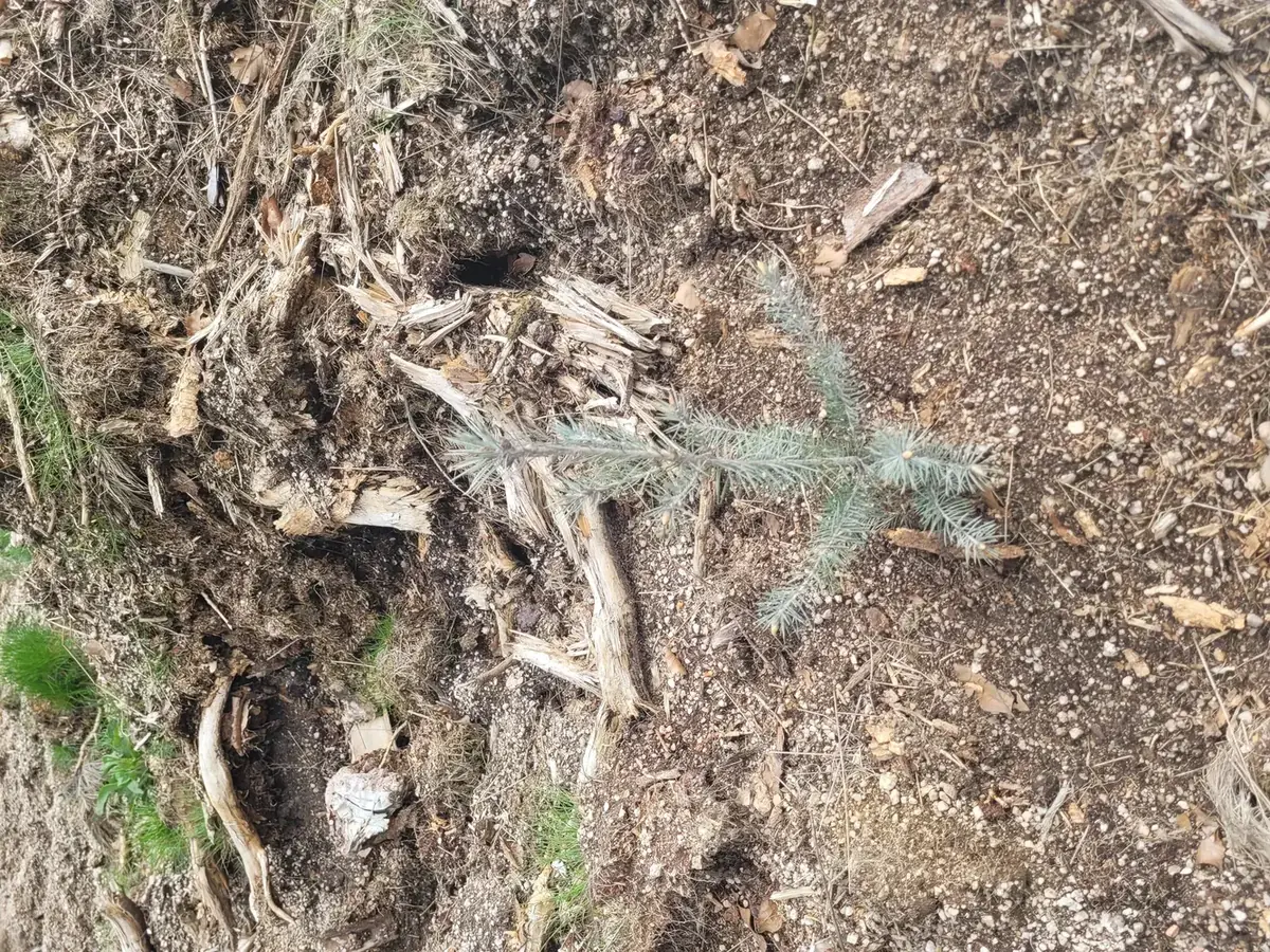 le bois des goths — photo 2