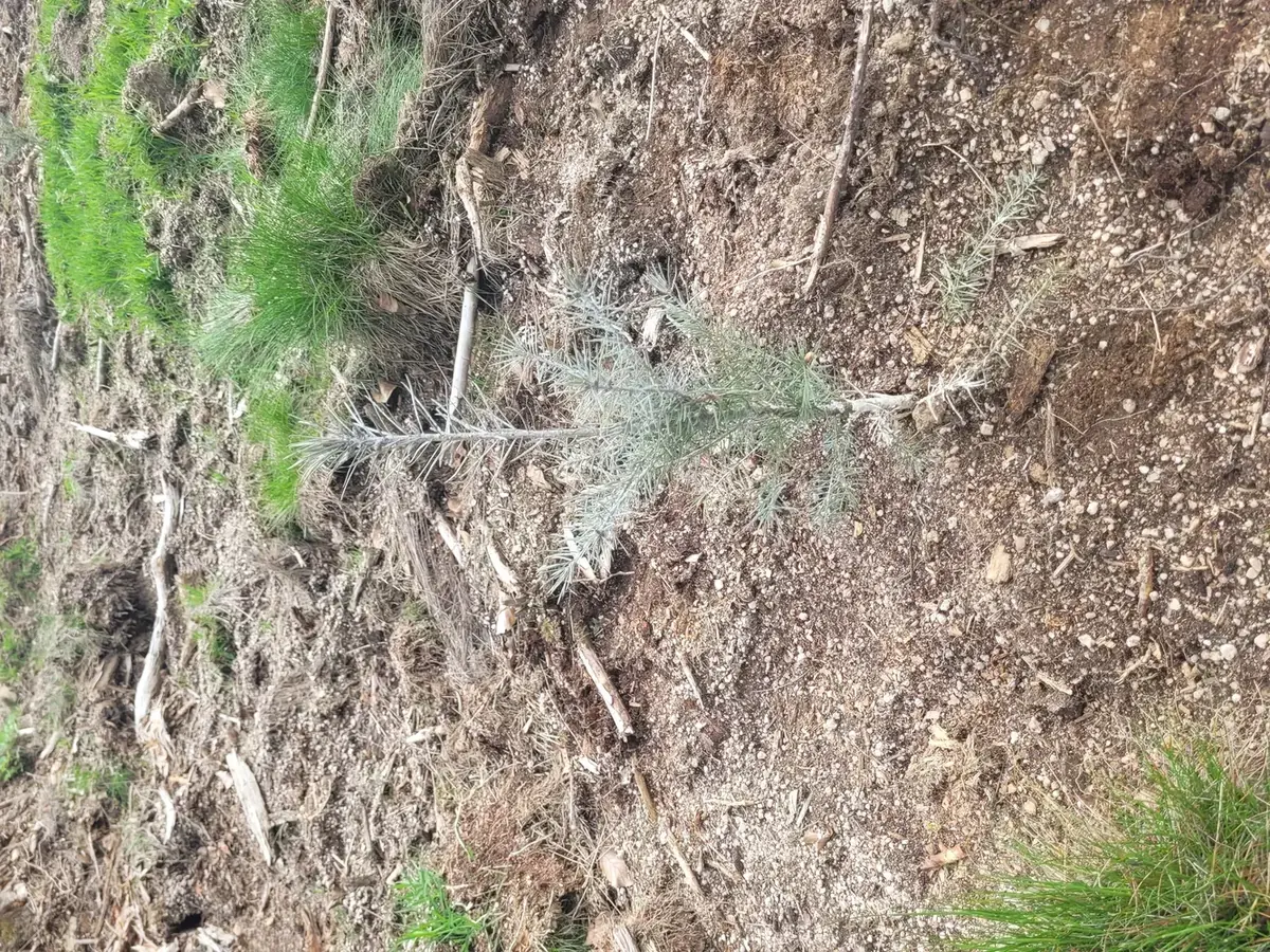 le bois des goths — photo 3