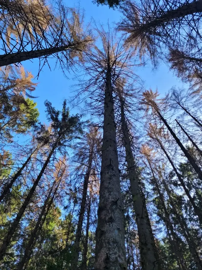 le bois des goths — photo 4