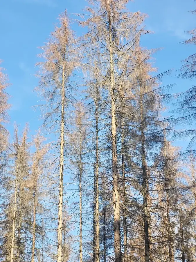 le bois des goths — photo 5