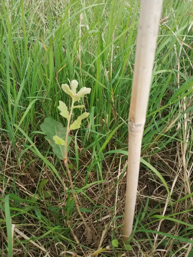 le bois de beaumarchais — photo 4