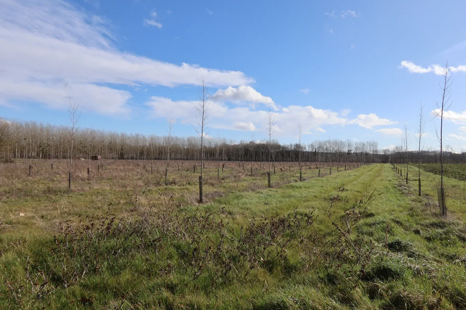 le bois de chambarel — photo 2