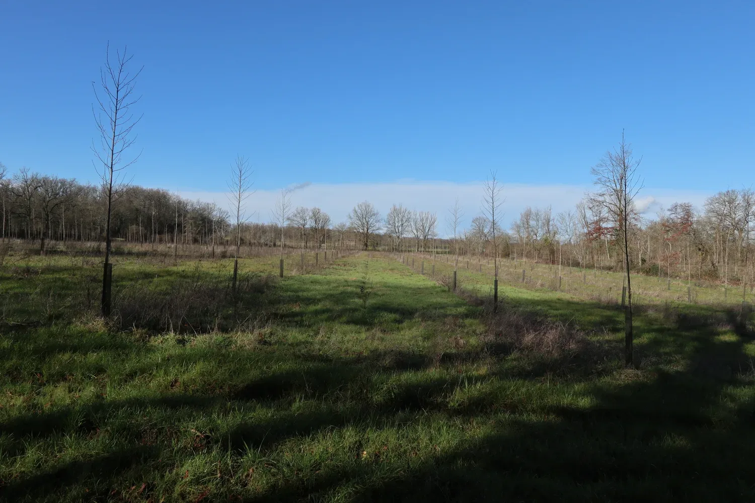 le bois de chambarel — photo 3