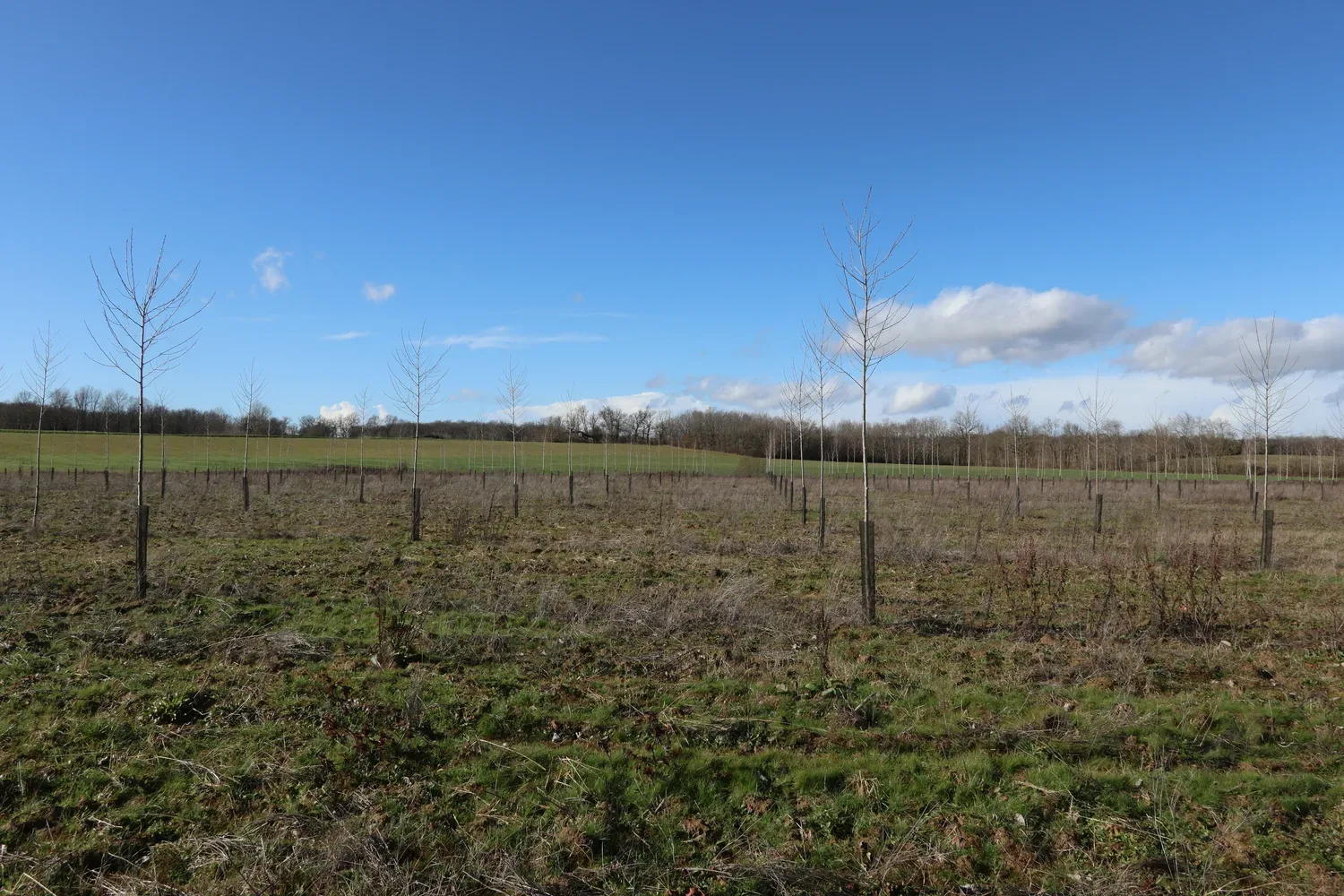 le bois de chambarel — photo 5