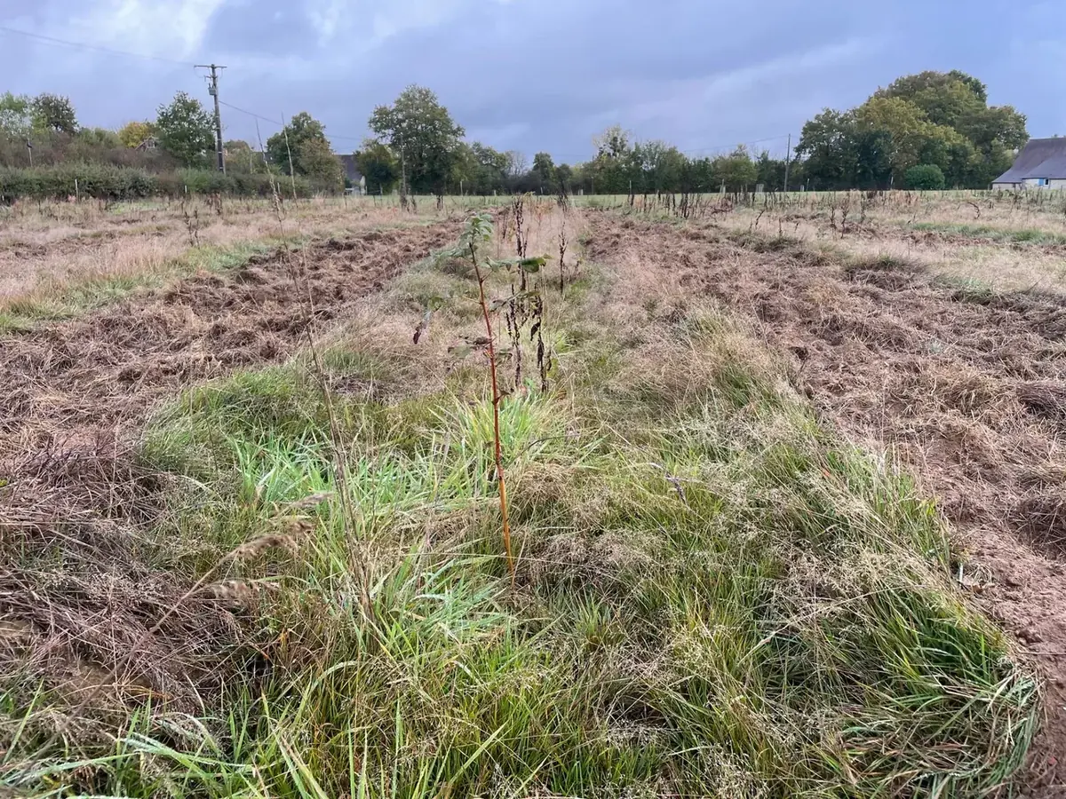 le bois des challonges — photo 1