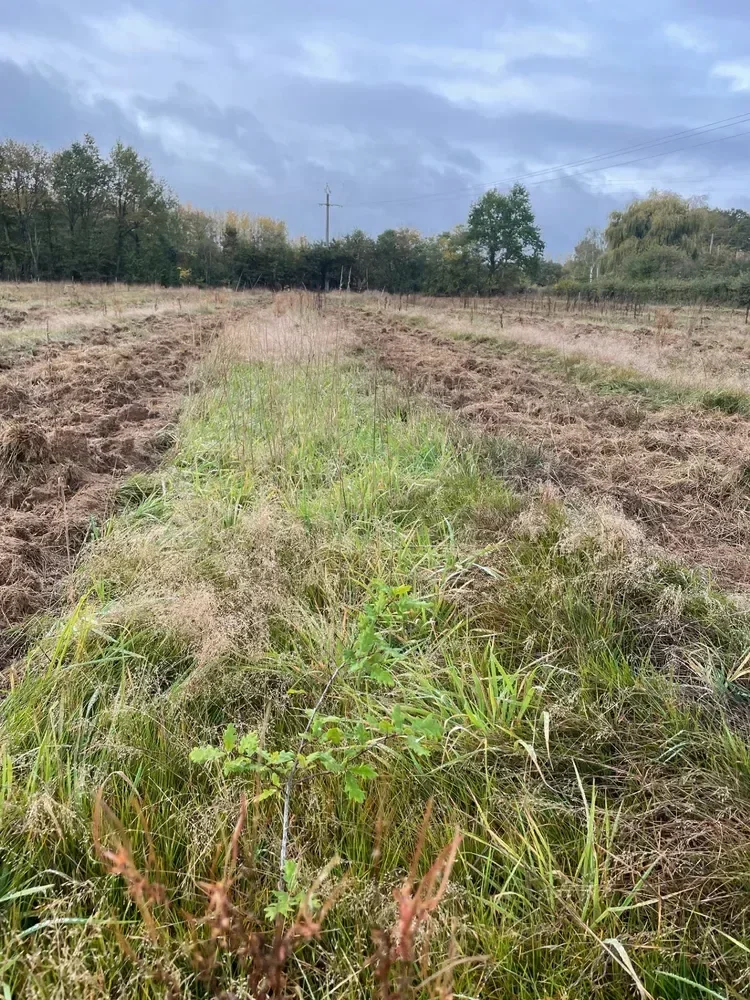 le bois des challonges — photo 2