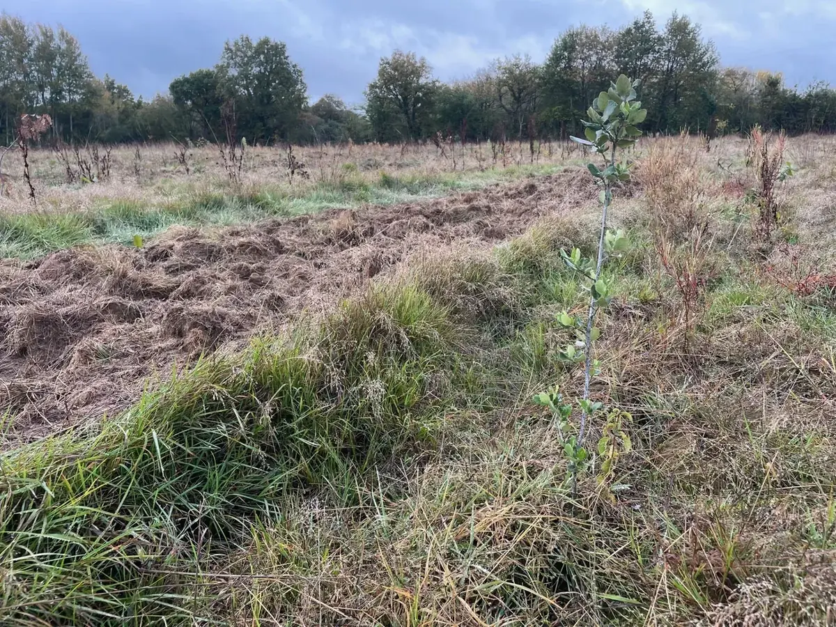 le bois des challonges — photo 3