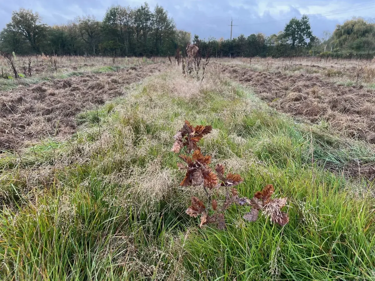 le bois des challonges — photo 4