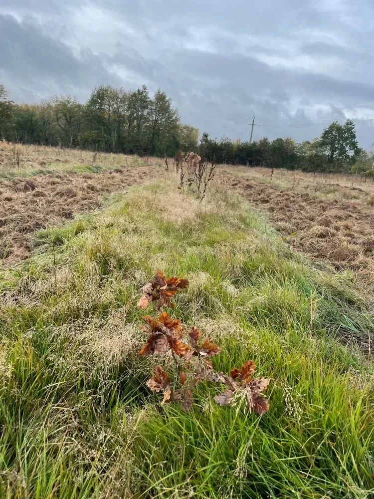 le bois des challonges — photo 5