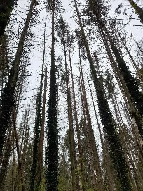 le bois des carrieres — photo 1