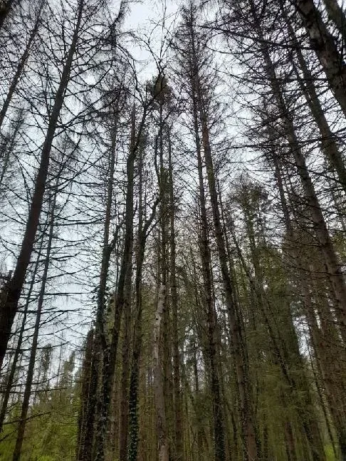 le bois des carrieres — photo 2