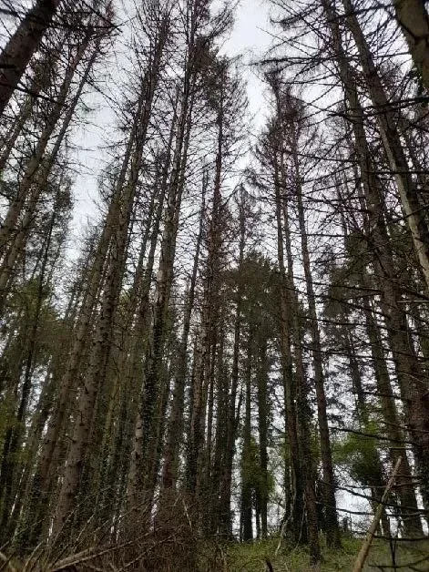 le bois des carrieres — photo 3