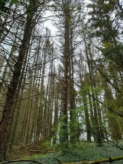 le bois des carrieres — photo 4