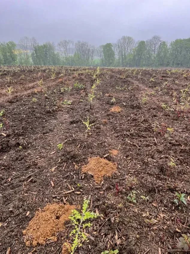 le bois du muguet — photo 2