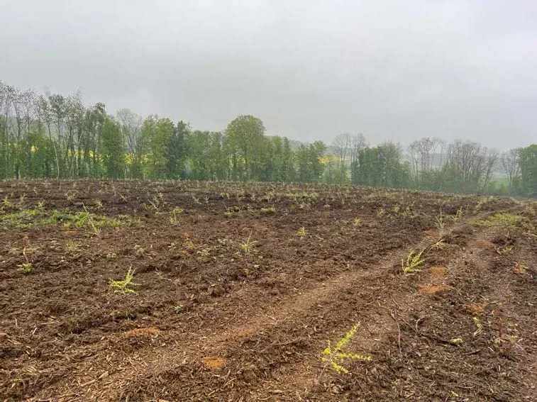 le bois du muguet — photo 3