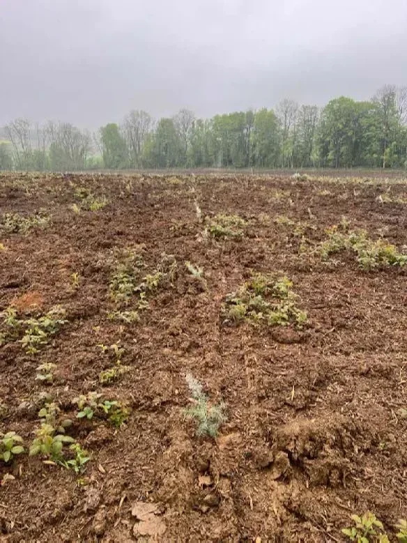 le bois du muguet — photo 4