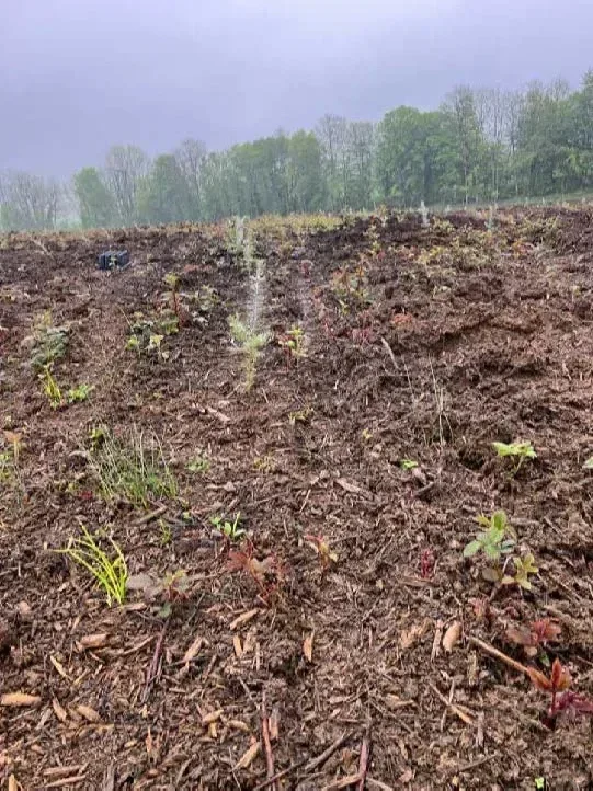 le bois du muguet — photo 5