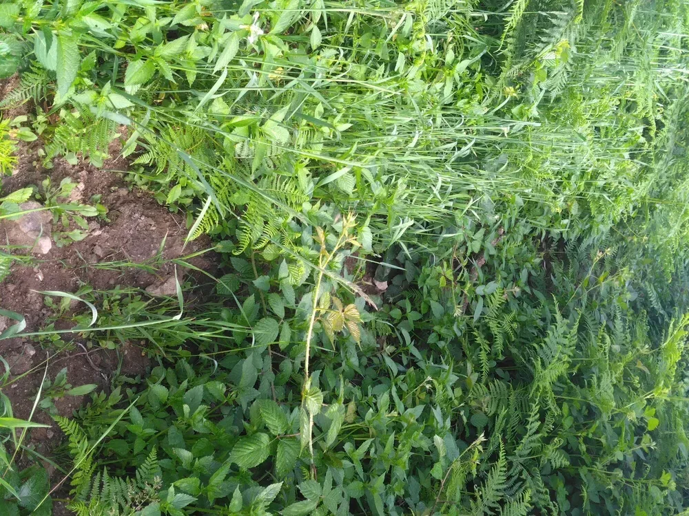 le bois de la louviere la longine — photo 1