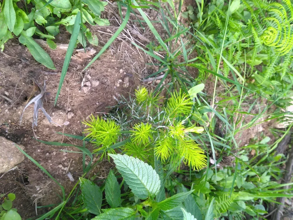 le bois de la louviere la longine — photo 2