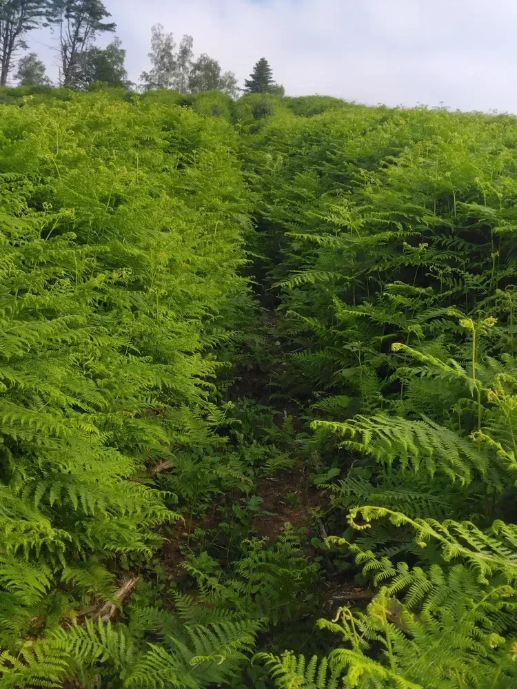 le bois de la louviere la longine — photo 3
