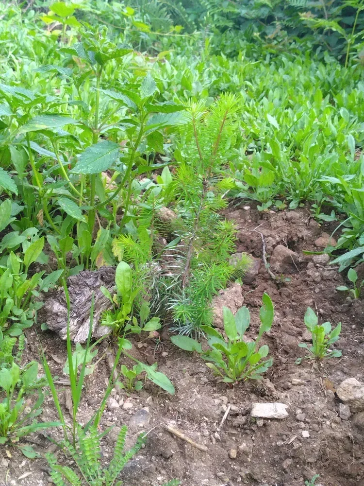 le bois de la louviere la longine — photo 4