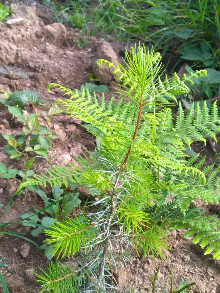 le bois de la louviere la longine — photo 5