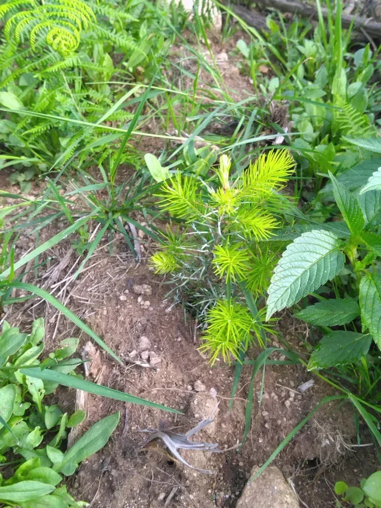 le bois des mille etangs la montagne — photo 2