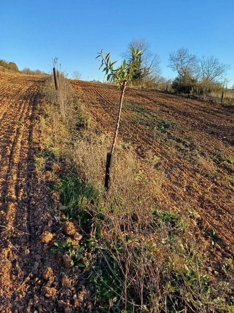 les vergers d anais d albi — photo 2