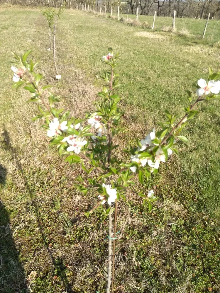 les vergers d anais d albi — photo 3