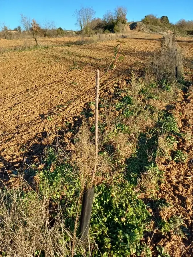 les vergers d anais d albi — photo 4