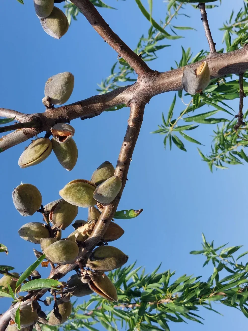 les vergers d anais d albi — photo 5