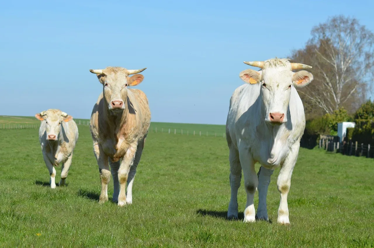 les bocages du vent 344 002 — photo 1