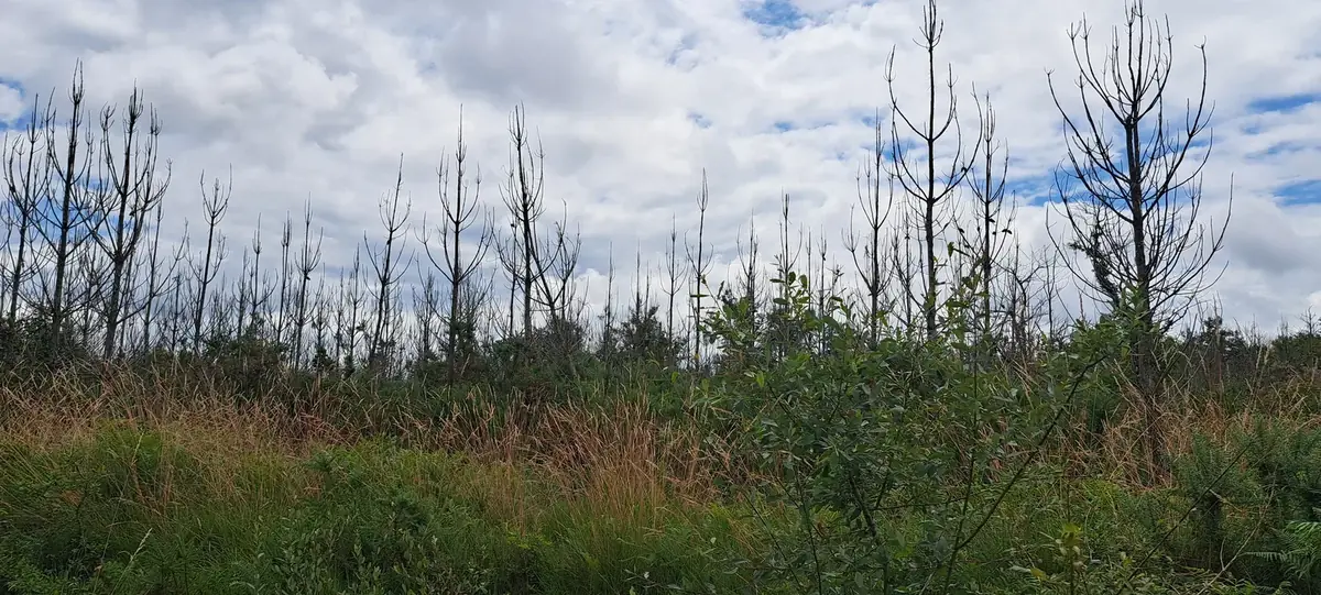 le bois de courreges — photo 1