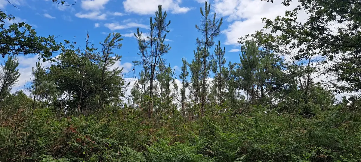 le bois de courreges — photo 2