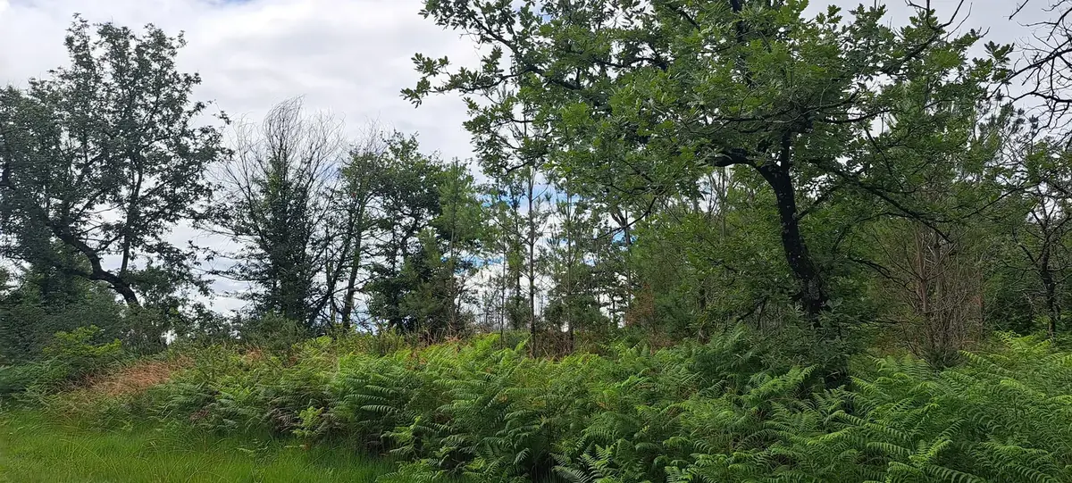 le bois de courreges — photo 3