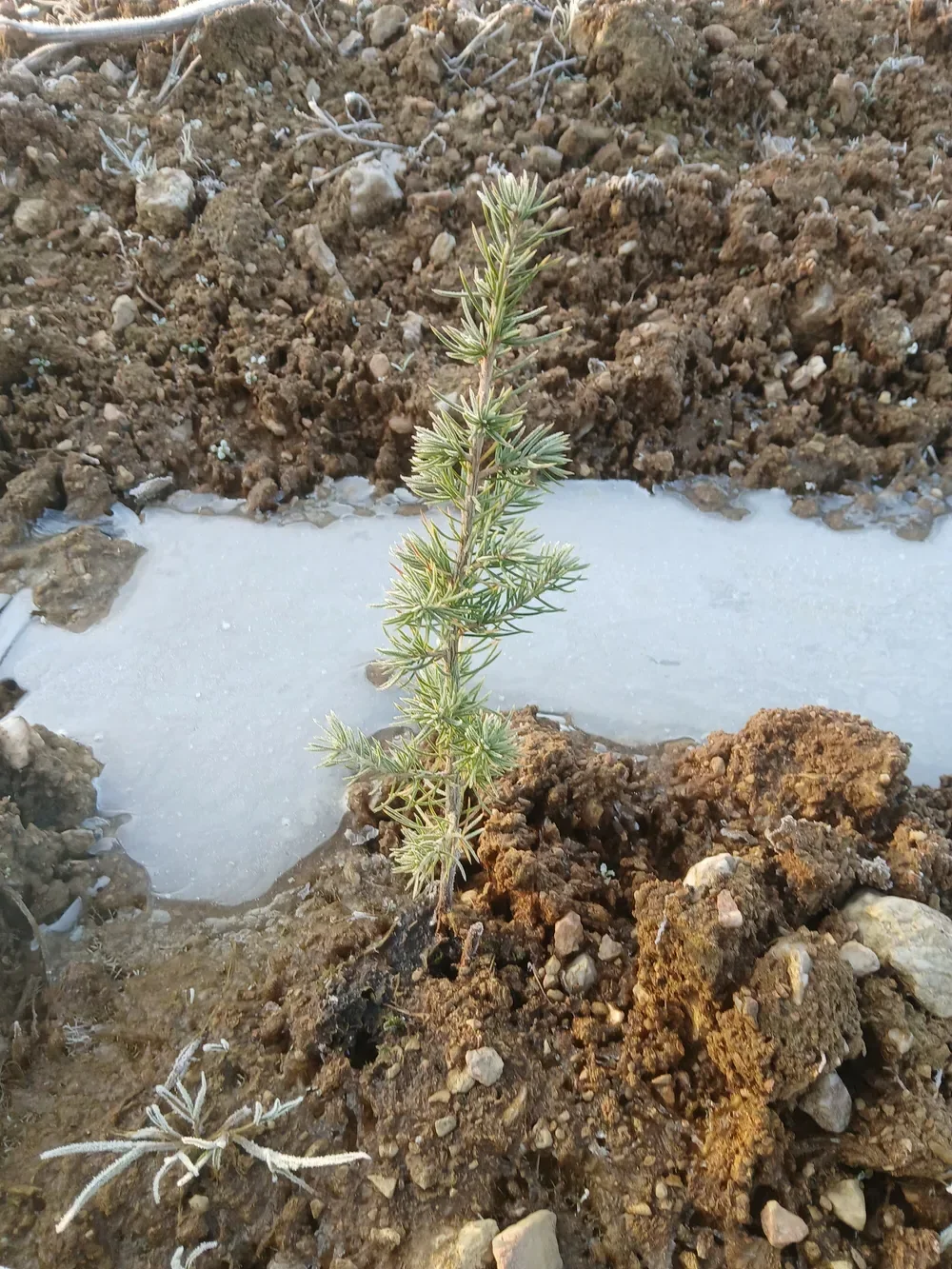 le bois de la rousseliere du petit pont bois du grand pont 2 — photo 2