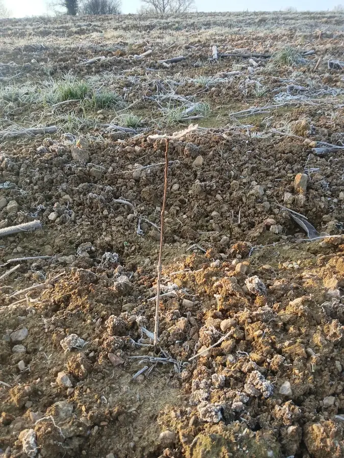 le bois de la rousseliere du petit pont bois du grand pont 2 — photo 4