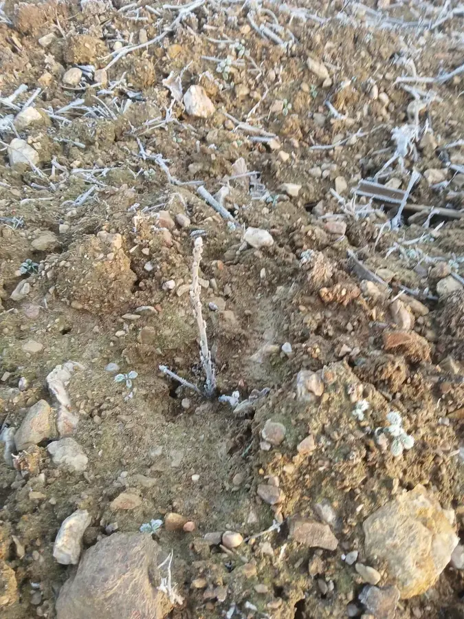 le bois de la rousseliere du petit pont bois du grand pont 2 — photo 5