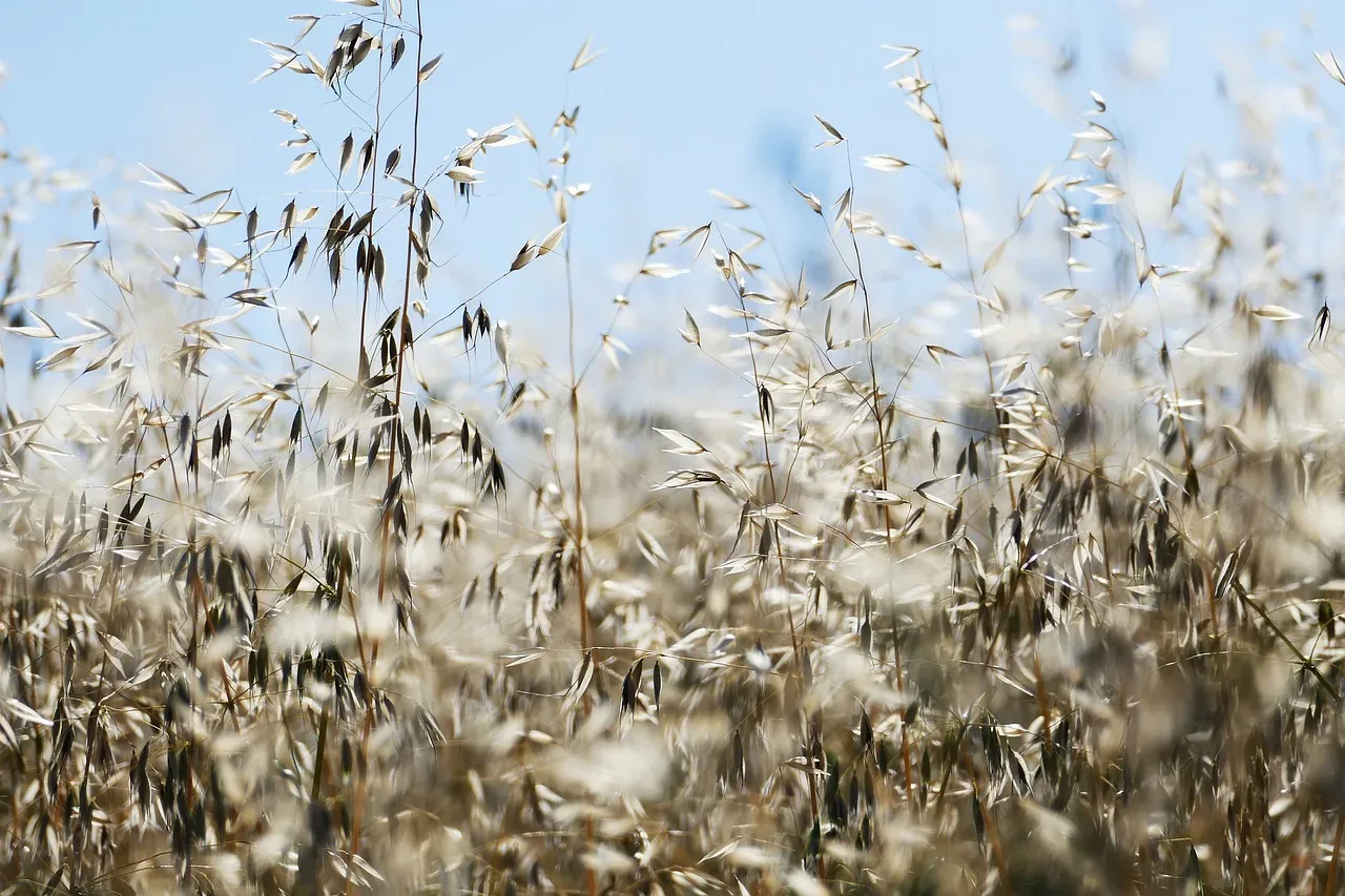 les grands sillons du sentier — photo 1