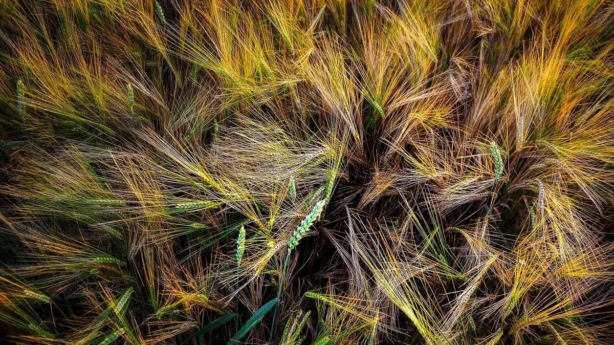 les riches terres du chene — photo 1