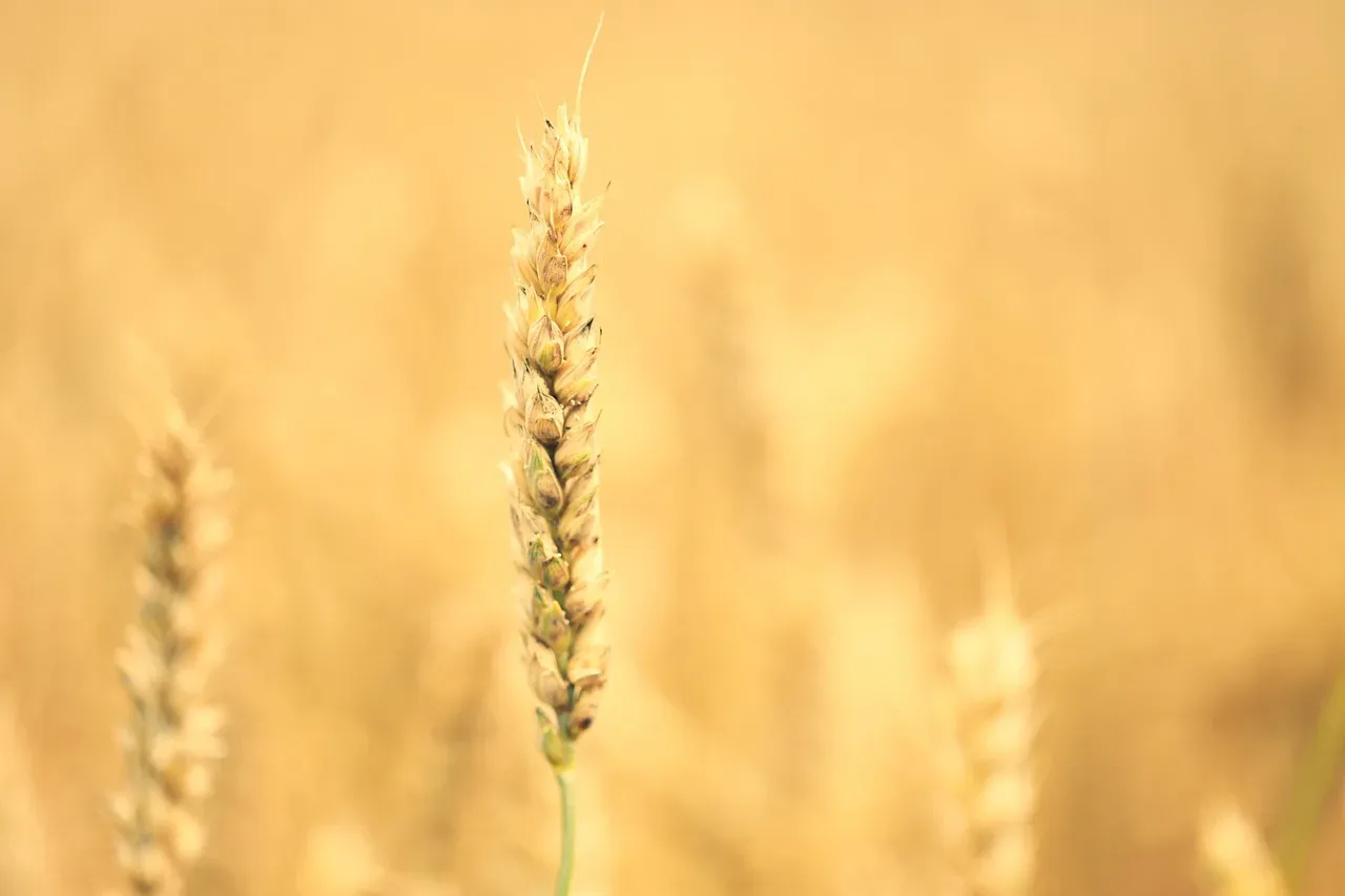 les bons champs du vent — photo 1