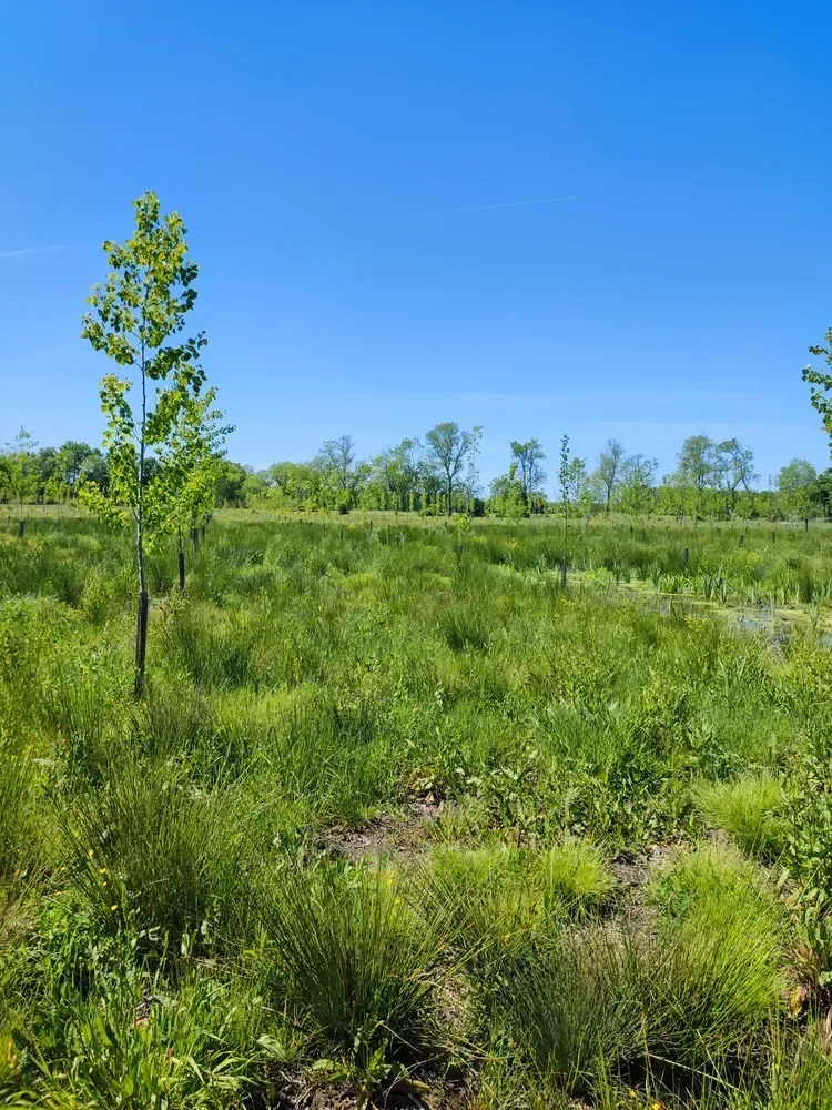 le bois du rossignol — photo 1